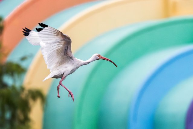 A one-footed white ibis flies over Lake Eola in Orlando, Florida on August 7, 2025. (Photo by Ronen Tivony/NurPhoto via Getty Images)