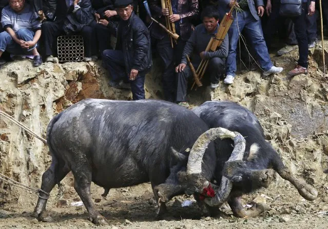 Two bulls fight as villagers watch during an ethnic Dong traditional bullfighting contest in Congjiang county, Guizhou province, November 29, 2014. (Photo by Sheng Li/Reuters)