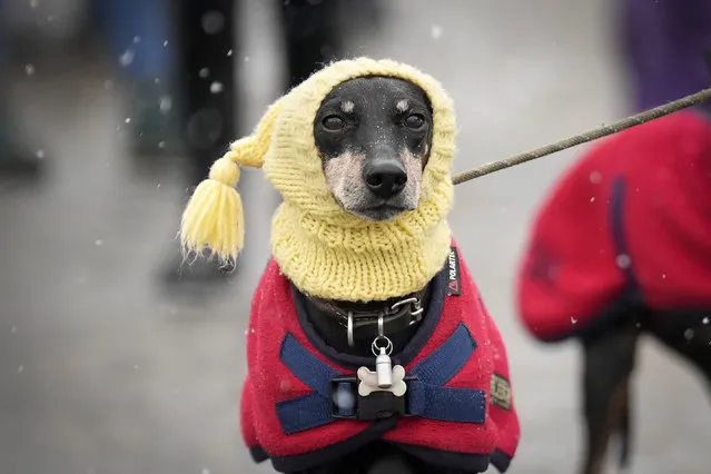 A dog wearing a wholly hat arrives in wintry weather for the first day of Crufts 2023 at the NEC Arena on March 9, 2023 in Birmingham, England. Billed as the greatest dog show in the world, the Kennel Club event sees dogs from across the world competing for the coveted Best in Show title. (Photo by Christopher Furlong/Getty Images)