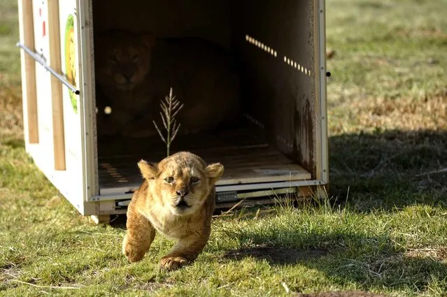 Hera, a six-month-old lion cub, runs out of a cage as it is released at Lionsrock Big Cat Sanctuary April 11, 2013. Four Paws Animal Welfare Foundation transferred 4 lions and 2 tigers from a Zoo in Onesti, Romania to Lionsock Big Cat Sanctuary in South Africa after the Zoo was closed down. More than 100 felines from around the world like lions, tigers, cheetahs or caracals that were originally from Zoos, circuses or kept in illegal captivity are hosted and cared for by Four Paws in their 1,242-hectare sanctuary. (Photo by Mihai Vasile/Reuters/Four Paws)
