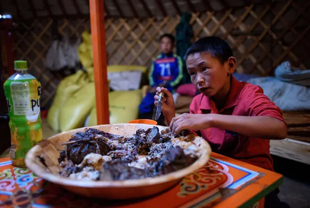 This picture taken on July 10, 2015 shows 13-year-old jockey Purevsurengiin Togtokhsuren having his breakfast early morning before a race in Khui Doloon Khudag, some 50 kms west of Ulan Bator. (Photo by Johannes Eisele/AFP Photo)