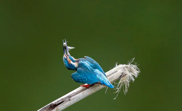 A Common Kingfisher (Alcedo atthis) peaches over a bamboo stick on the water with a small fish in its beak at a lake in Myanmar, 17 Novemb​er 2020. (Photo by Lynn Bo Bo/EPA/EFE)