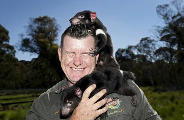 Devil Ark manager Dean Reid reacts as Tasmanian Devil joeys climb on him before the first shipment of healthy and genetically diverse devils to the island state of Tasmania leave the Devil Ark sanctuary in Barrington Tops on Australia's mainland, November 17, 2015. The largest group so far of disease-free Tasmanian devils has been released in the wild, as part of plans to save the carnivorous marsupials from a cancer threatening them with extinction. (Photo by Jason Reed/Reuters)