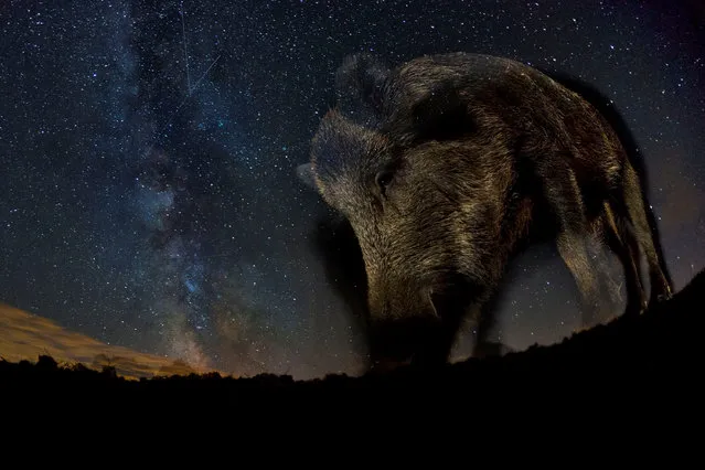 Winner mammals: Night star by Bence Mate (Hungary). ‘I have always tried to explore new fields in nature photography. I especially like photographing animals at night, which has its very own unique challenges. This photo was made using a remote control camera that I had put in an old fish box. It was difficult to estimate in advance the necessary balance between the flash light and the natural light from the stars. (Photo by Bence Mate/GDT European Wildlife Photographer of the Year 2015)