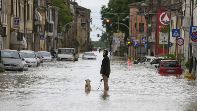 A man walks his dog along a flooded street in Castel Bolognese, Italy, Wednesday, May 17, 2023. Exceptional rains Wednesday in a drought-struck region of northern Italy swelled rivers over their banks, killing at least eight people, forcing the evacuation of thousands and prompting officials to warn that Italy needs a national plan to combat climate change-induced flooding. (Photo by Luca Bruno/AP Photo)