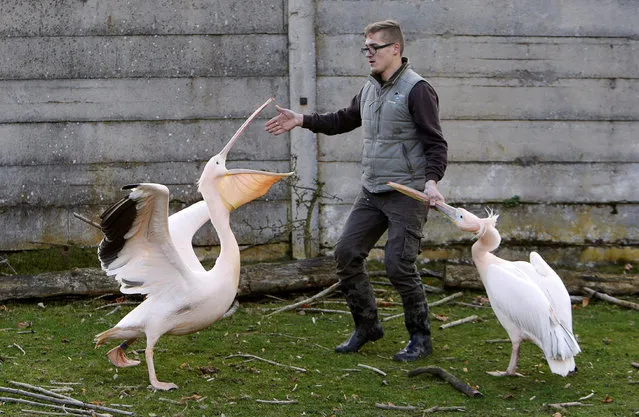 A safari zoo keeper catches pelicans to move them to their winter enclosure at Dvur Kralove Zoo, Czech Republic, November 2, 2016. (Photo by David W. Cerny/Reuters)