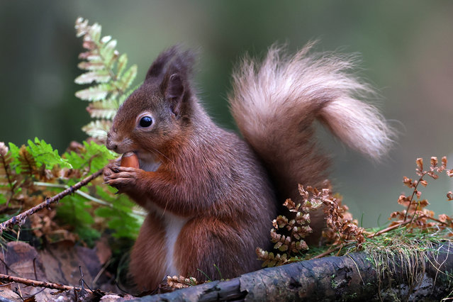 A red squirrel is seen feeding on a nut as reports of red species numbers being increasing on December 11, 2025 in Dundee, Scotland. Recent reports indicate that the geographic range of red squirrels in the Scottish Highlands has increased by more than 25% following a decade-long reintroduction project. (Photo by Jeff J. Mitchell/Getty Images)