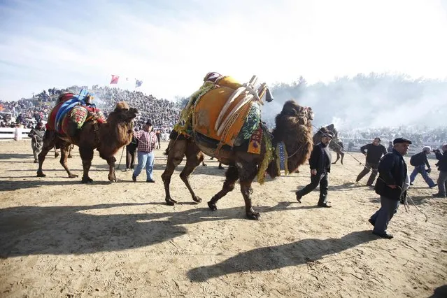 Wrestling camels walk around the Pamucak arena during the Selcuk-Efes Camel Wrestling Festival in the town of Selcuk, near the western Turkish coastal city of Izmir January 18, 2015. (Photo by Osman Orsal/Reuters)