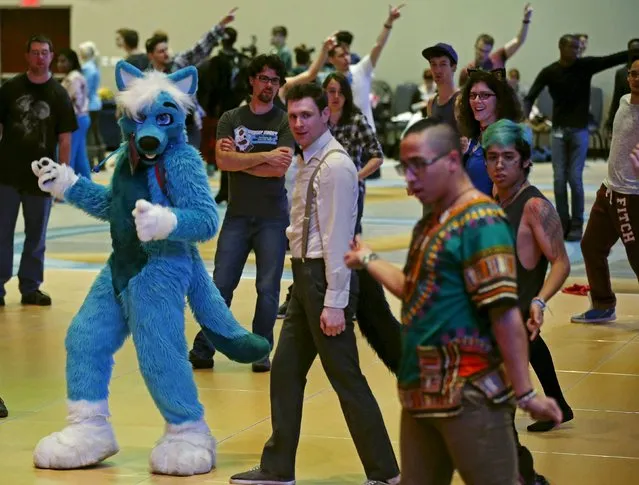 An attendee dressed in a '"fursuit" costume takes part in a dance class at the Midwest FurFest in the Chicago suburb of Rosemont, Illinois, United States, December 4, 2015. (Photo by Jim Young/Reuters)