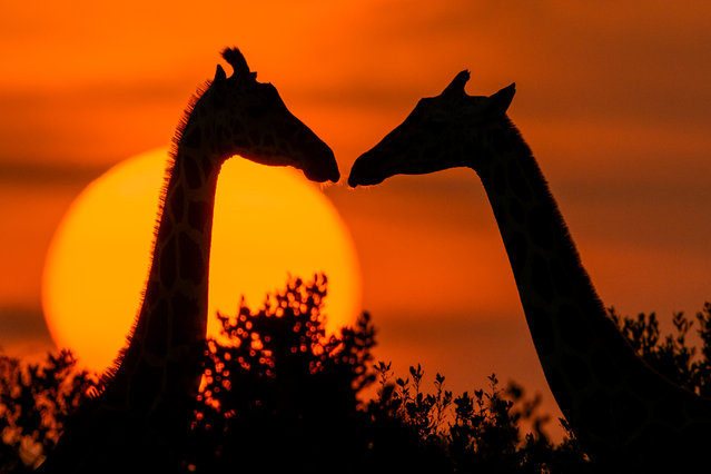 Giraffes at sunrise at the Loisaba Conservancy in Laikipia, Kenya in the first decade of December 2025. (Photo by Andrew Mason/Solent News & Photo Agency)