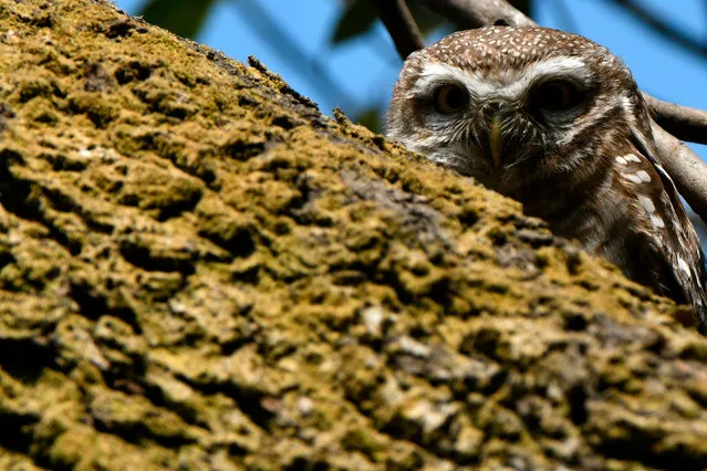 A spotted owlet is seen on a tree branch in Kathmandu on January 31, 2021. (Photo by Prakash Mathema/AFP Photo)