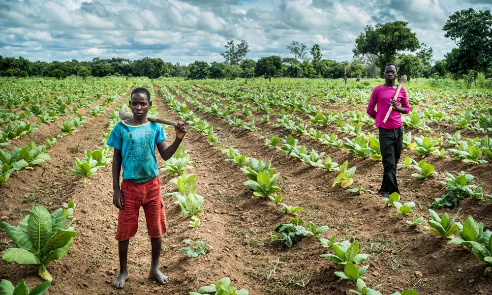 Tobacco Farm in Malawi