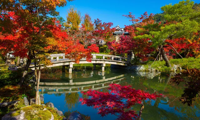 Bridge over Hojo pond seen inside the Eikando Zenrin-Ji Temple in Kyoto during the Japanese autumn leaves season on November 14, 2020. (Photo by Stanislav Kogiku/SOPA Images/Rex Features/Shutterstock)