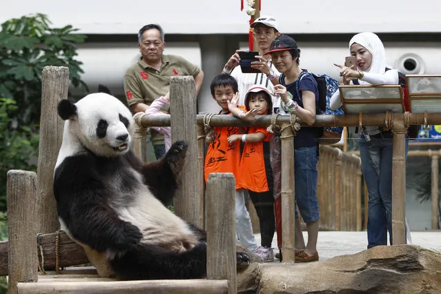 Visitors take souvenir photographs of Xing Xing, formerly known as Fu Wa, one of the two giant pandas from China, at the Giant Panda Conservation Center at the National Zoo in Kuala Lumpur, Malaysia, Friday, December 11, 2015. The two giant pandas have been on loan to Malaysia from China for 10 years since May 21, 2014 to mark the 40th anniversary of the establishment of diplomatic ties between the two nations. (Photo by Joshua Paul/AP Photo)