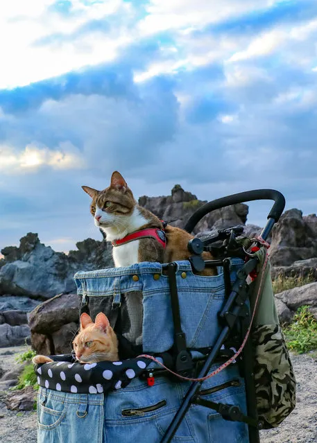 Daisuke Nagasawa travels nationally and internationally with his beautiful kitties Fuku-Chan and Daikichi. (Photo by Daisuke Nagasawa/Caters News Agency)