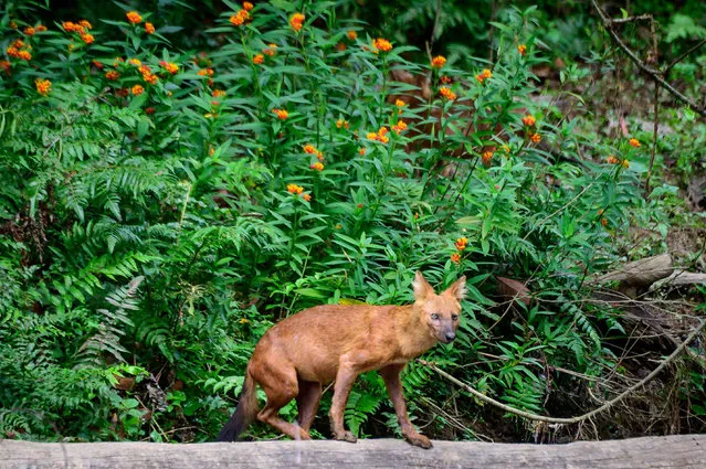 This photograph taken on March 23, 2021 shows a dhole (Asiatic wild dog) in Khao Yai National Park, some 130 kilometers north of Bangkok, Thailand. (Photo by Mladen Antonov/AFP Photo)