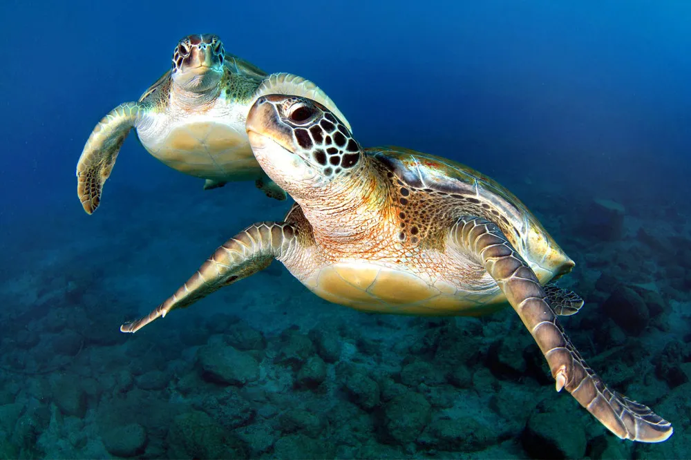 Synchronized Swimming Turtles