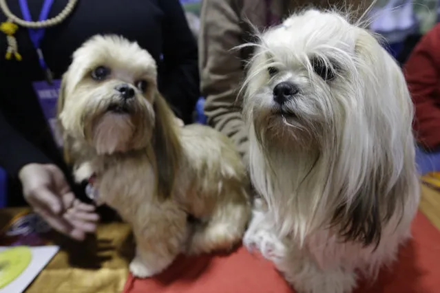 Kellie, left, and Angie, Lhasa Apsos from Canton, Mass. participate in the American Kennel Club Meet the Breed event, Saturday, February 14, 2015, in New York. (Photo by Mary Altaffer/AP Photo)