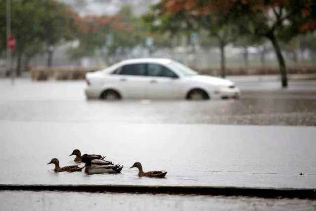 Ducks paddle past a car partially submerged in floodwater from Hurricane Lane in Hilo, Hawaii, U.S., August 25, 2018. (Photo by Terray Sylvester/Reuters)