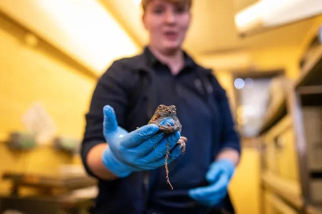 Iona an Animal Attendant holds an adult white tree frog at the Heathrow Animal Reception Centre in London on Thursday, August 10, 2023. (Photo by Aaron Chown/PA Images via Getty Images)