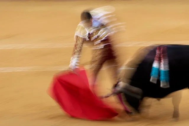 Spanish matador Jose Maria Manzanares performs a pass with a muleta on a bull during a bullfight at the Malagueta bullring in Malaga on August 16, 2023. (Photo by Jorge Guerrero/AFP Photo)