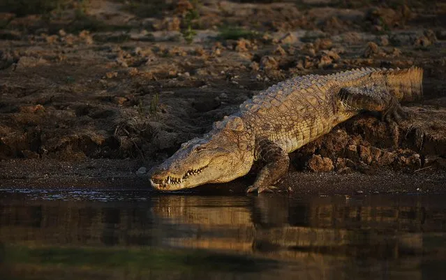In this photo taken Monday, April 28, 2014, a crocodile rests on the banks of the River Chambal near Bhopepura village in the northern Indian state of Uttar Pradesh. (Photo by Altaf Qadri/AP Photo)