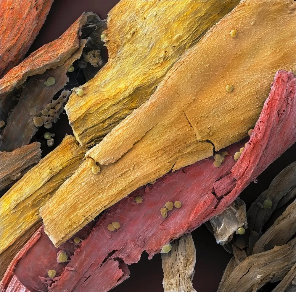 Food Under the Microscope