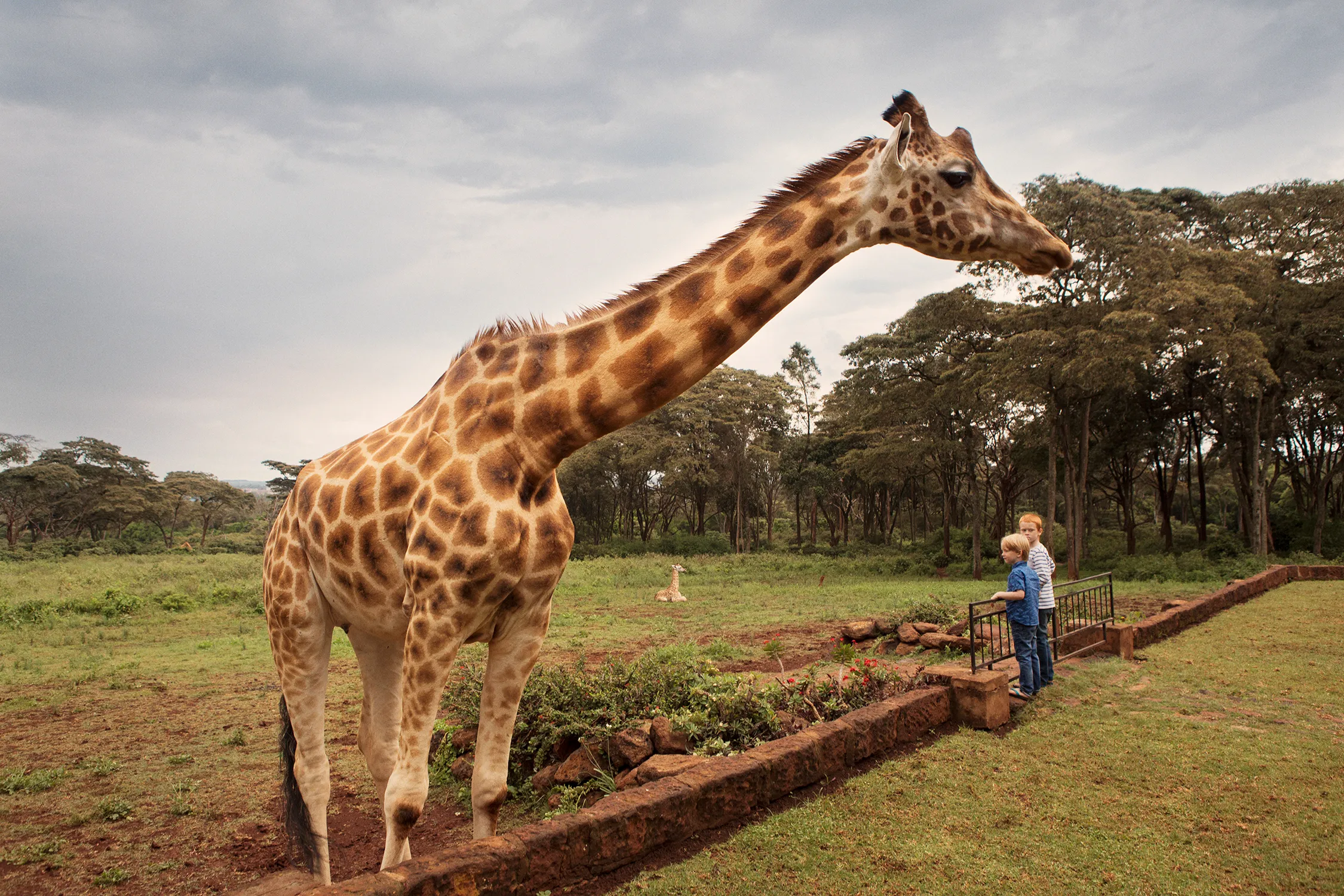Сколько жирафов в мире. Жираф Ротшильда. Нубийский Жираф. Масайский Жираф. Западноафриканский Жираф.