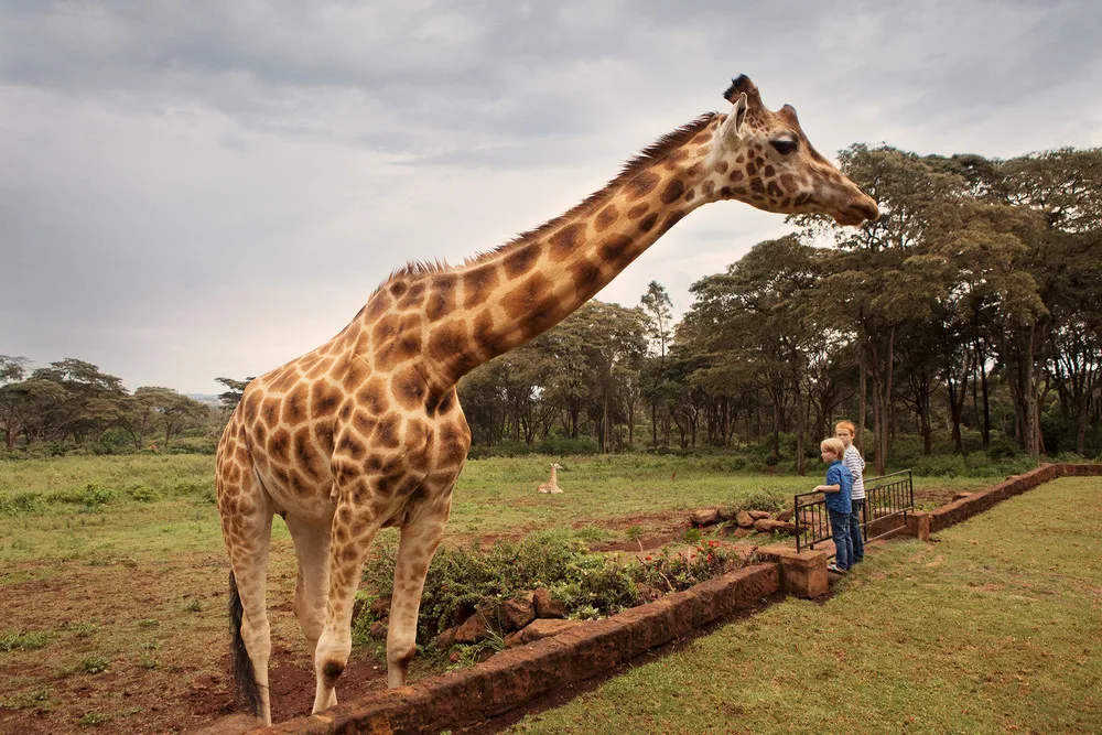 Dining with Giraffes