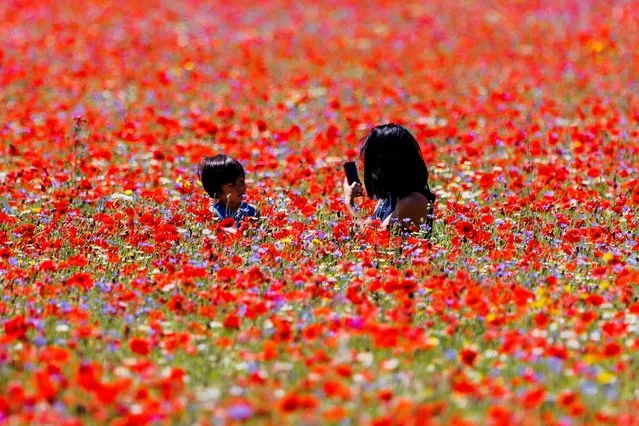 Flowering of the lentils of Castelluccio di Norcia, Italy on July 11, 2023. (Photo by Francesco Fotia/Rex Features/Shutterstock)