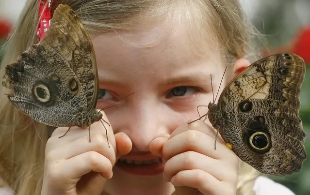 Ava Kennedy, 6, poses as she looks closely at two owl butterflies as they land on her hands during a media opportunity at the Natural History Museum in London, Tuesday, March 31, 2015.  Hundreds of live tropical butterflies will fill the butterfly house for the returning exhibition called “Sensational Butterflies” open at the museum from April 2 until September 13. (Photo by Kirsty Wigglesworth/AP Photo)