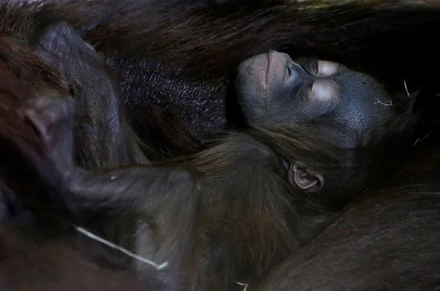 Nuninka, Bornean orangutan (Pongo pygmaeus), holds her newborn baby in the enclosure at Usti nad Labem Zoo, Usti nad Labem, Czech Republic January 3, 2017. (Photo by David W. Cerny/Reuters)