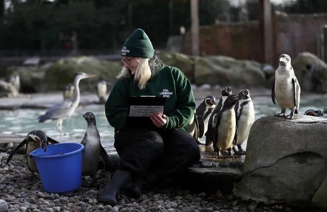 Zoo keeper Suzi Hyde counts Humboldt penguins during the annual stocktake at London Zoo in London, Britain January 3, 2017. (Photo by Stefan Wermuth/Reuters)