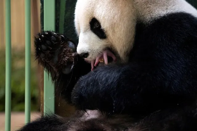 The giant panda Huan Huan and her twin cub are seen inside their enclosure after she gave birth at the Beauval zoo in Saint-Aignan-sur-Cher, central France on August 2, 2021. (Photo by ZooParc de Beauval via Reuters)