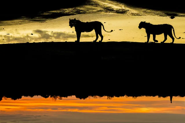 Using his camera skills, Marc meters the background sky in order to achieve the beautiful black silhouettes of the wildlife, Africa, 2010-2016. A photographer has travelled around Africa for six years to capture striking silhouettes of lions, giraffes and birds. Australian wildlife photographer, Marc Mol took the series of pictures in various areas of Africa; including Botswana and Kenya to Tanzania and Zambia. Whether grazing, hunting or resting, the animals' daily activities are transformed into something majestic when cast against golden evenings and pink dawns. (Photo by Marc Mol/Barcroft Images)