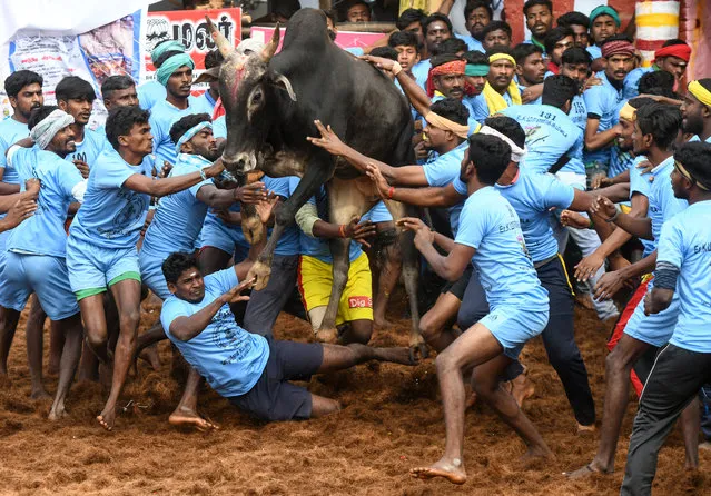 Indian participants try to control a bull at the annual bull taming event “Jallikattu” in Palamedu village on the outskirts of Madurai in the southern state of Tamil Nadu on January 16, 2019. Dozens of young men were injured on the first day of a traditional bull-wrestling festival in southern India that has attracted the ire of animal activists, officials said January 16. (Photo by Arun Sankar/AFP Photo)