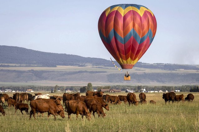 A hot air balloon lands near a cow pasture at the Teton Valley Balloon Rally on July 3, 2021 in Driggs, Idaho. The rally has been an annual event in the area for 40 years. This year, 26 teams took part in the rally. (Photo by Natalie Behring/Getty Images)