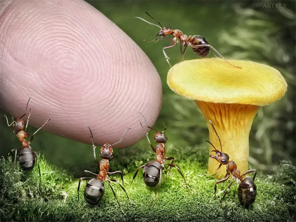 Natural Ant Photography by Andrey Pavlov Part 2