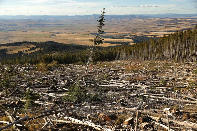 A lone lodgepole pine stands in an area logged after an infestation of the mountain pine beetle killed most of the trees in the stand in Beaverhead-Deerlodge National Forest September 12, 2019 near Deer Lodge, Montana. According to the 2017 Montana Climate Assessment, the annual average temperatures in the state has increased 2.5 degrees Fahrenheit since 1950 and is projected to increase by approximately 3.0 to 7.0 degrees by mid-century. As climate change makes summers hotter and drier in the Northern Rockies, forests are threatened with increasing wildfire activity, deadly pathogens and insect infestations, including the mountain pine beetle outbreak. Although the number of new trees infested each year by the pine beetle has reduced since the height of the outbreak around 2012, the insects have killed more than six million acres of forest across Montana since 2000. (Photo by Chip Somodevilla/Getty Images)