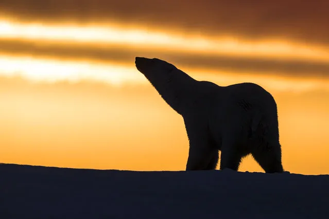 Polar Bear – walking in the sunset. (Photo by Sylvain Cordier/Caters News)
