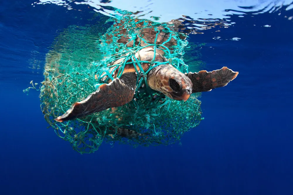 UK Underwater Photographer of the Year 2019