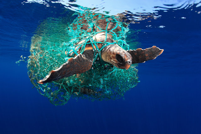 Marine Conservation category winner and Marine Conservation Photographer of the Year 2019. Caretta caretta turtle by Eduardo Acevedo (Spain) in Los Gigantes, South Tenerife, Canary Island, Spain. “Caretta caretta turtles spend much of their life in the open ocean. They come to the Canary Islands after crossing the Atlantic from the Caribbean beaches. The journey may take years, and they have to avoid dangerous traps such as plastics, rope and fishing nets. This turtle was entangled in a net ... but was very lucky to chance upon the help of two underwater photographers to free her”. (Photo by Eduardo Acevedo/Underwater Photographer of the Year 2019)