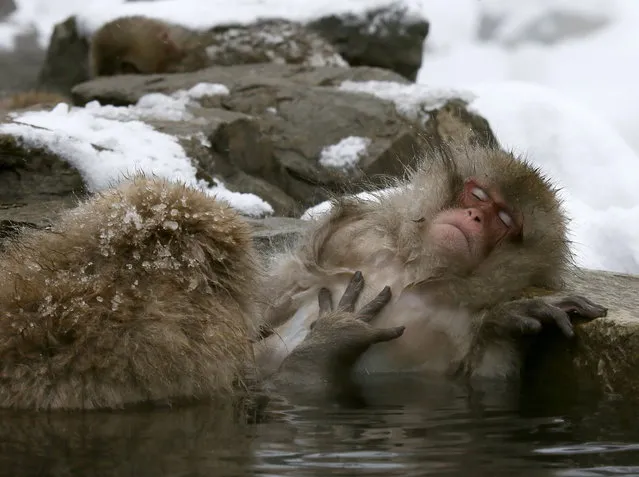 Japanese Macaque monkeys soak in the warmth of mountain hotsprings at Jigokudani Monkey Park, in Yamanouchi, central Japan, 19 January 2014. The Japanese Macaques (Macaca fuscata), also referred to as Snow Monkeys, live freely in this area that is covered by snow one third of the year. (Photo by Kimimasa Mayama/EPA)