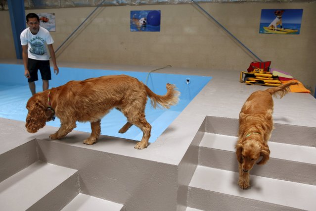 Dogs play at a swimming pool in My Second Home, a newly opened luxury pet resort and spa, in Dubai, April 24, 2015. (Photo by Ahmed Jadallah/Reuters)