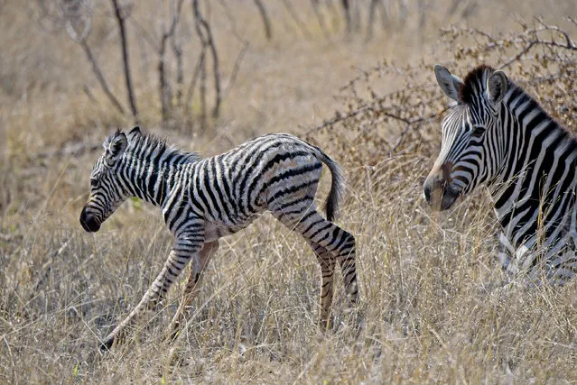 A newborn zebra foal seen with its mother in the Kruger National park in South Africa. (Photo by Ken Haley/Greatstock/Barcroft Images)