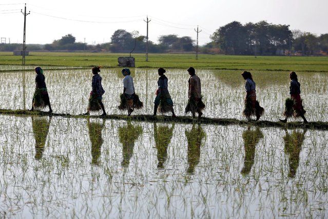 Farmers carry saplings in a paddy field on the outskirts of Ahmedabad, India, February 1, 2017. (Photo by Amit Dave/Reuters)