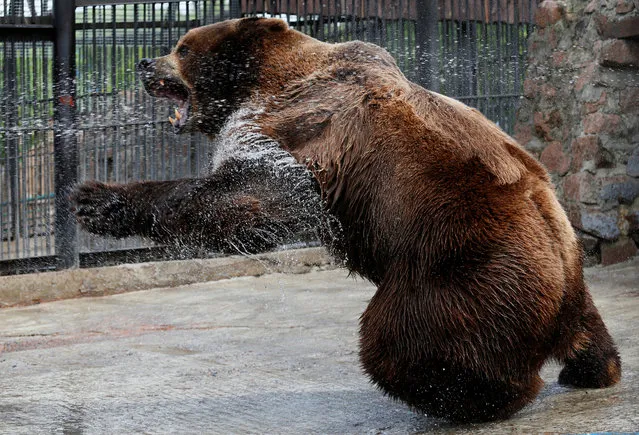 Buyan, a male Siberian brown bear, cools down under a stream of water sprayed by an employee in an enclosure on a hot summer day, at the Royev Ruchey zoo in Krasnoyarsk, Russia on June 14, 2019. (Photo by Ilya Naymushin/Reuters)