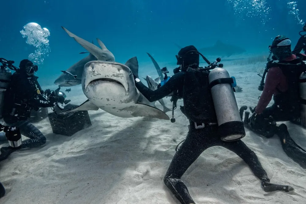 An Underwater Meeting