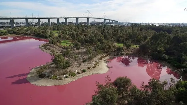 This undated handout from Parks Victoria released on March 9, 2017 shows the Westgate Park lake in Melbourne, which has turned pink. The Australian lake has turned a vivid pink thanks to extreme salt levels further exacerbated by hot weather in a startling natural phenomena that resembles a toxic spill. Parks Victoria chief conservation scientist Mark Norman on March 9 said the spectacle was the result of green algae at the bottom of the lake at Westgate Park on the outskirts of Melbourne responding to high levels of salt and changing to pink. (Photo by AFP Photo/Parks Victoria)