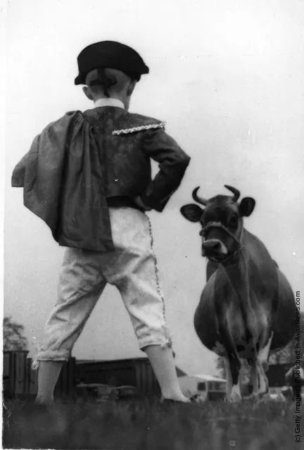 1960: A boy, dressed as a toreador, faces a large prize-winning Jersey cow at a Scottish agricultural show